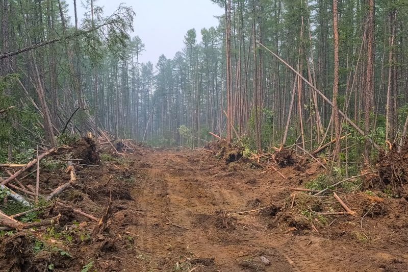 Trees Clearing in Utah County, UT